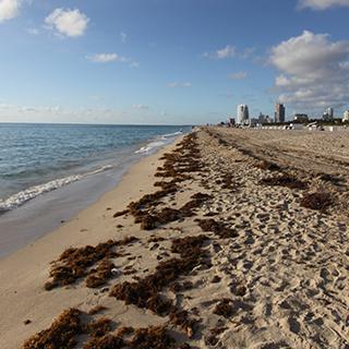 Photo Textures of Background Miami Beach